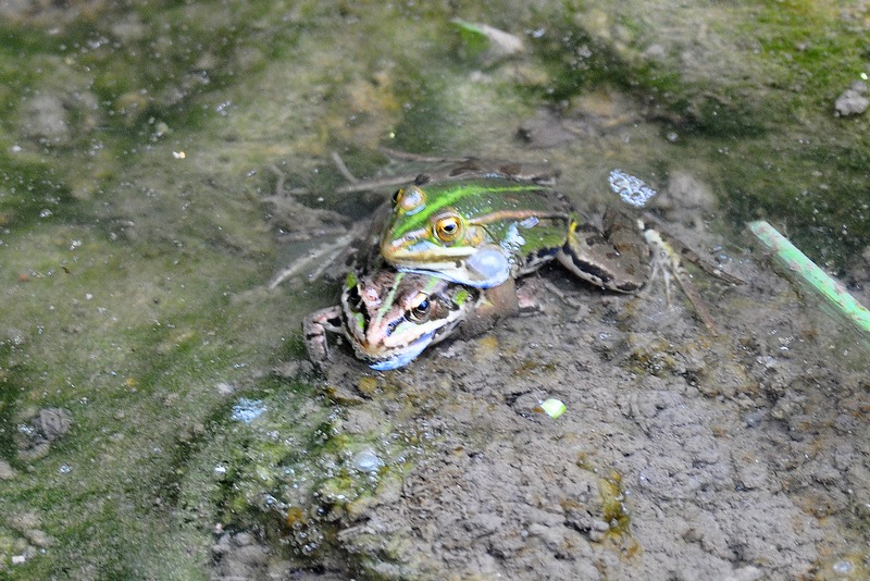 Rana verde - Pelophylax sp. (Treviso)